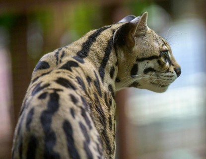 Margay