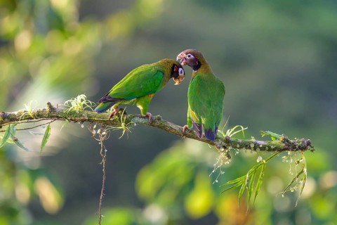 Brown-hooded parrots