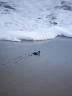 Newly hatched olive ridley sea turtle