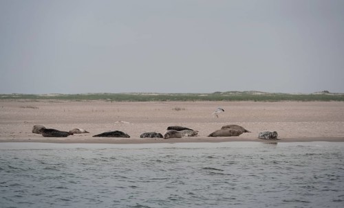 Grey seals