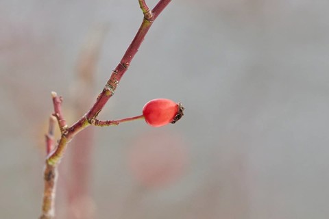 Dog rose