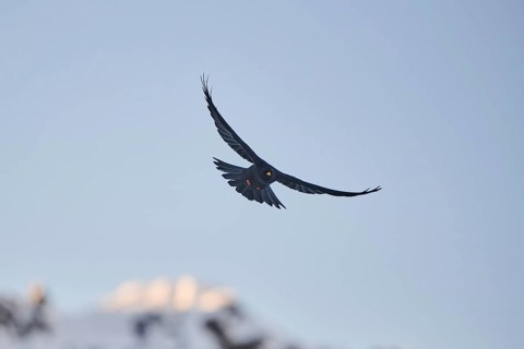 Yellow-billed chough
