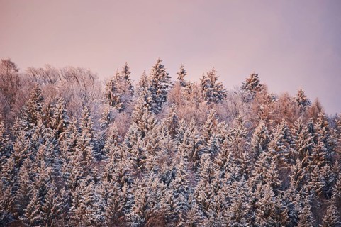 Norway spruce