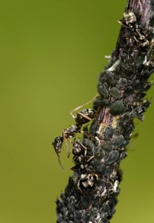 Worker of the horse ant