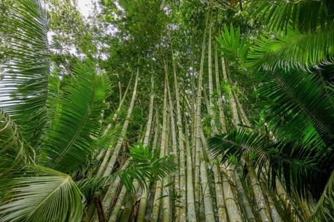 Giant bamboo