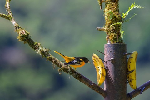 Male baltimore oriole