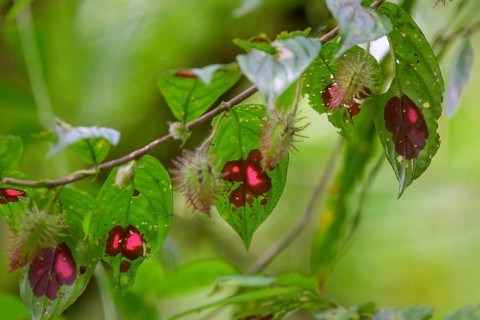 Sangre de Cristo Plant