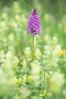 Pyramidal orchid