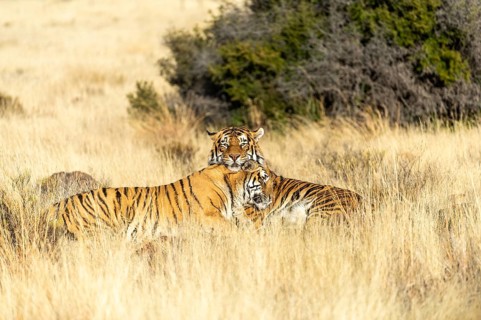Bengal tiger