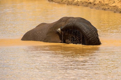 African elephant
