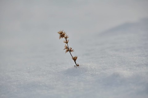 Gypsywort