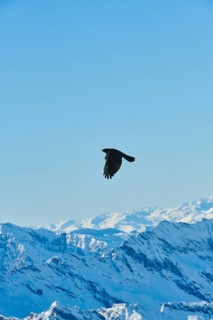 Yellow-billed chough
