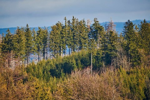 Spotlight from the sun on Norway spruce
