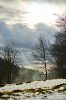 Fog coming up from a vally with trees in front