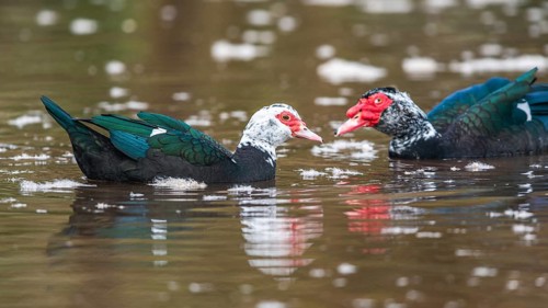 Muscovy Duck