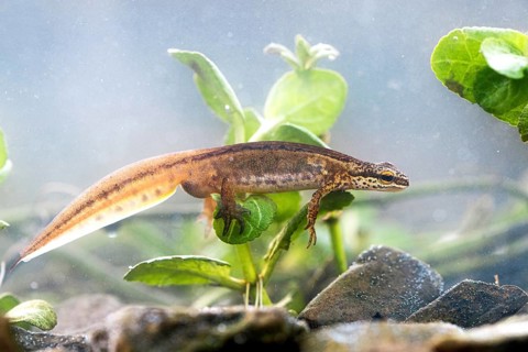 Palmate newt