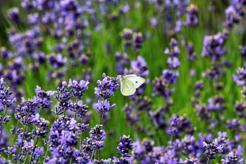 Lavender flower