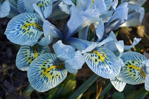 Katharine Hodgkin Dwarf Iris