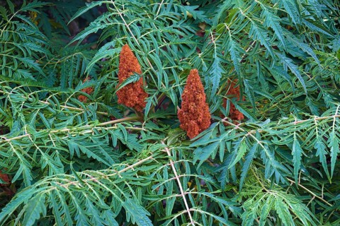 Cut-leaf staghorn sumac