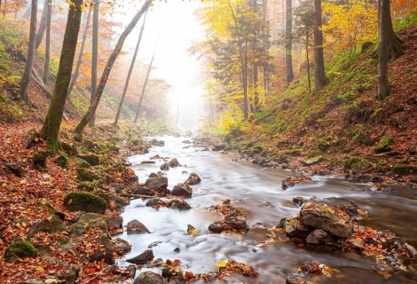 Zellerache flows through autumn forest in morning mist