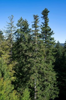 View from the treetop path of european spruce