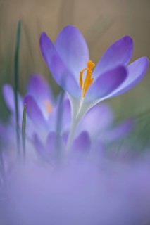 Early Crocus