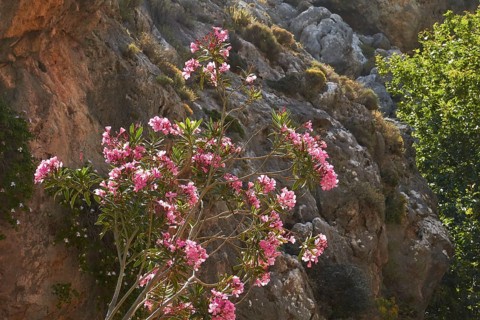 Spring in Crete