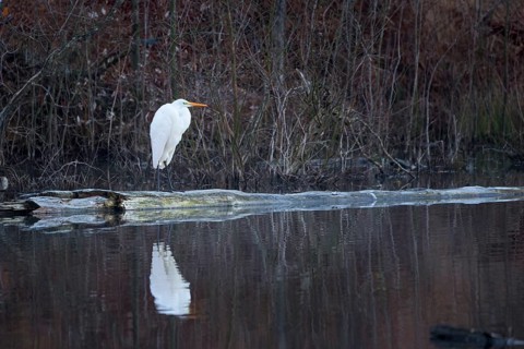 Great egret
