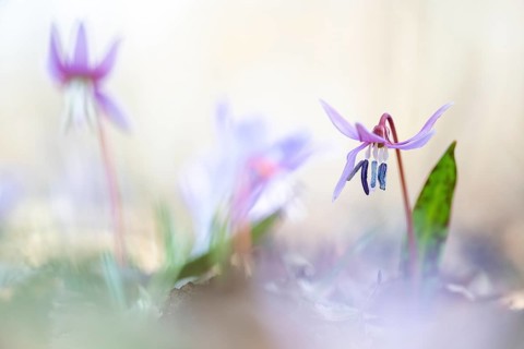Flowering dog's tooth violet
