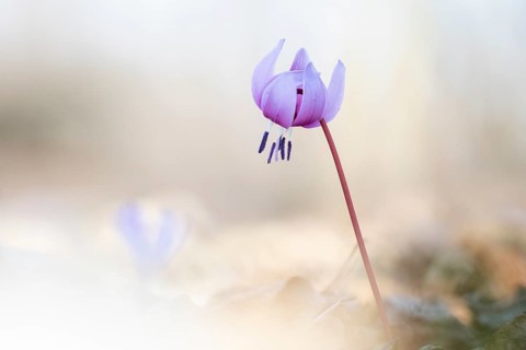 Flowering dog's tooth violet