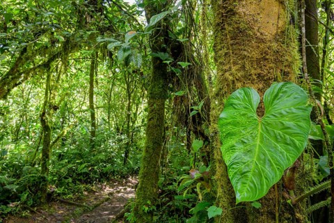 Rainforest in Tapanti National Park