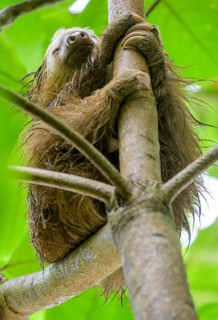 Wet hoffmann's two-toed sloth