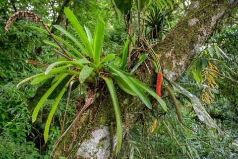View from the suspension bridge over the Rio Puerto Viejo on vegetation