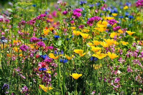 Flower meadow for insects