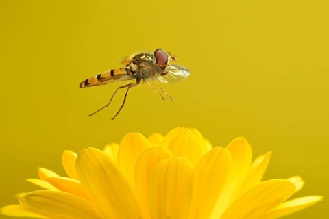 Marmalade hoverfly