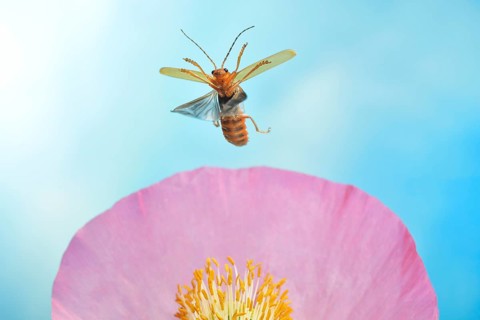 Red fly beetle