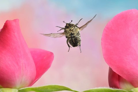Traue rose beetle
