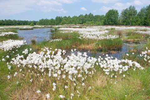 Bog landscape with common cottongrass