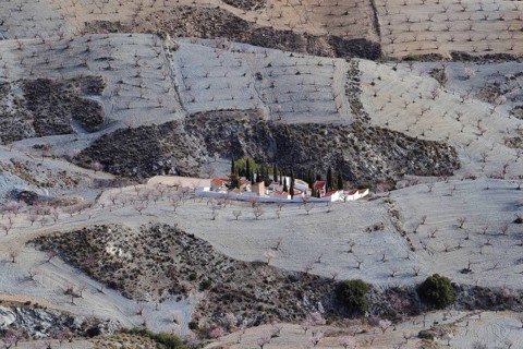 Supervision of cemetery in the valley of an almond plantation in front of flowering