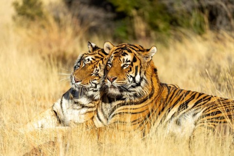 Bengal tiger