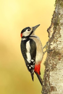 Great spotted woodpecker