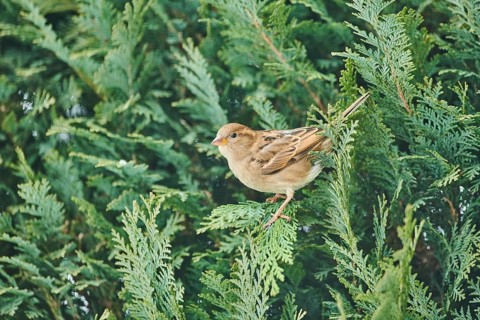 House sparrow