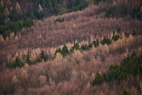 Common beech