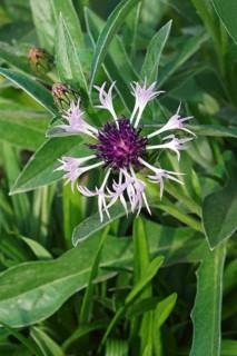Perennial cornflower