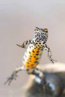 Common newt