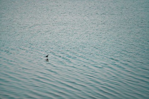 Abird in the sea in Macau