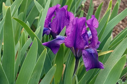 Dwarf Bearded Iris