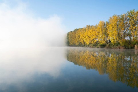 Morning fog and autumn coloured poplars