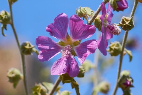 Spring in Crete