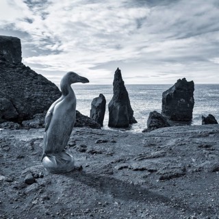 Great auk